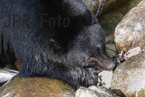 Schwarzbär - Canada
