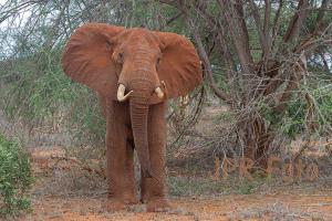 Tsavo-Ost - Kenia