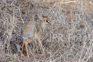 Tsavo-Ost Dikdik - Kenia