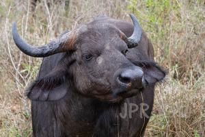 Tsavo-West Büffel - Kenia