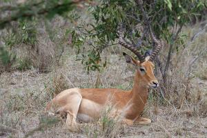Tsavo-West Impala - Kenia