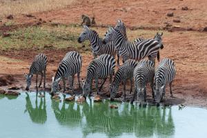 Tsavo-West NP - Kenia